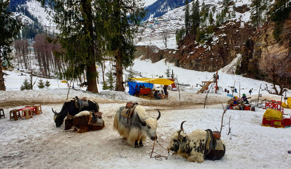 Shimla Kullu Manali Volvo Package